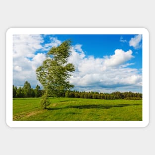 Lonely birch torn by the strong wind Sticker